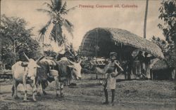 Pressing Coconut Oil, Colombo Postcard