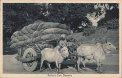 Bullock Cart, Benares Postcard