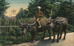 Boy Riding Carabao, Manila Postcard