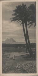 The Pyramids, Cairo Postcard