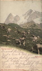 Alpine Pasture with Cows, Switzerland Postcard