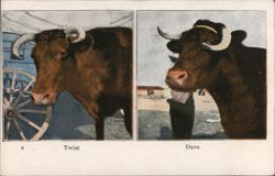 Oregon Trail Oxen Twist and Dave, Ezra Meeker Historical Post Card Postcard