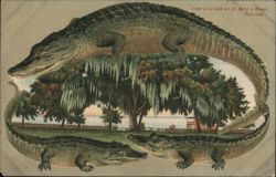 Live Oak on St. John's River, Florida with Alligators Postcard