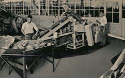 Dole Pineapple Processing, Ginaca Machines Postcard
