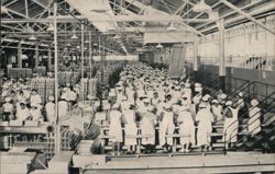 Dole Pineapple Cannery Interior, Honolulu Postcard