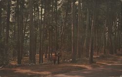 Preachers Grove, Itasca State Park, MN Postcard