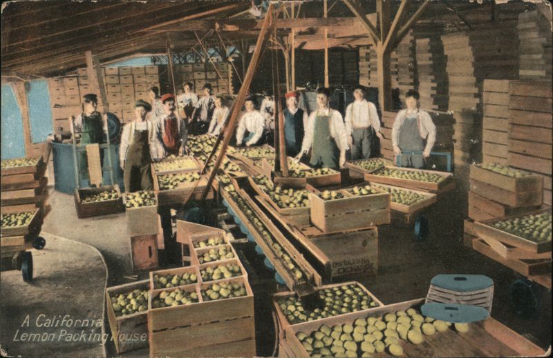 A California Lemon Packing House