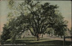 Kennebunk, ME, Lafayette Elm Postcard