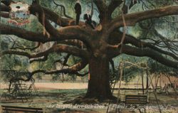 Largest Live Oak Tree, South Jacksonville, FL Postcard
