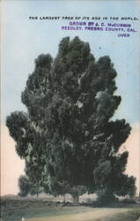 Largest Tree of its Age, Manna Gum, Reedley CA Postcard
