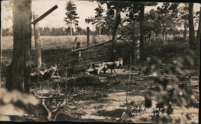 Fox Farm at Houghton Lake Michigan Etha Smith