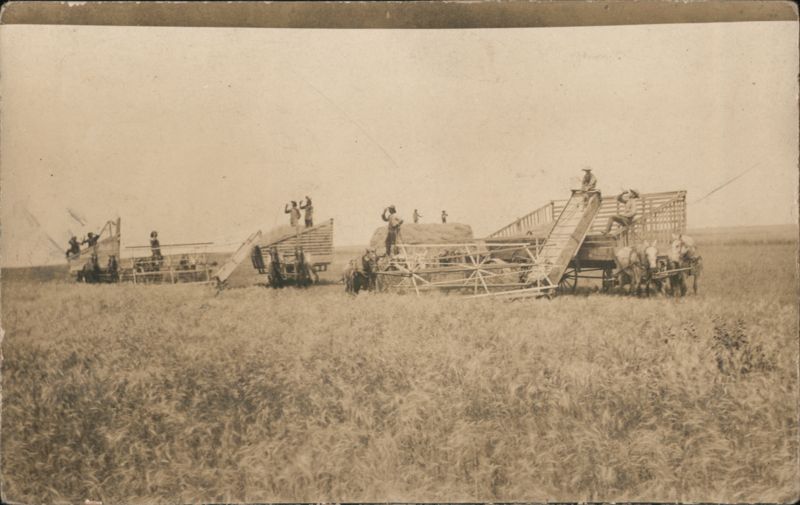 Horse-Drawn Harvesters in Grain Field Farming