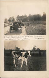 Auto Accident Near Adams, July 1913 & Calf Postcard