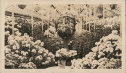 Brookings Chrysanthemum Show Original Photograph