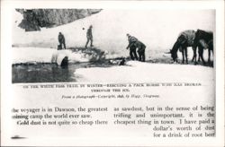 Rescuing Pack Horse, White Pass Trail, Winter Postcard