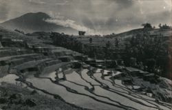 Terraced Rice Paddies with Mountain View Postcard