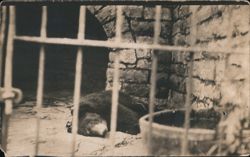 Bear Lying Down in Stone Enclosure Behind Bars Postcard