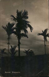 Sunset Singapore Palm Trees Silhouette Postcard
