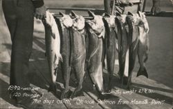 1892 Klamath River Chinook Salmon Catch Postcard