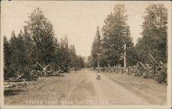 Lover's Lane Near Chester, CA Postcard
