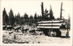 Logging With Ox-team in the old days Postcard
