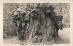 Animal Tree, State Redwood Park, CA Postcard