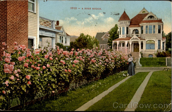 A Rose Hedge Scenic California