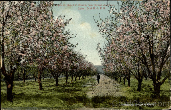 Apple Orchard In Bloom Near Grand Junction Colorado