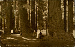 Santa Cruz Big Tree Grove California Postcard Postcard