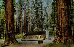 Log Cabin Big Trees, CA Postcard Postcard