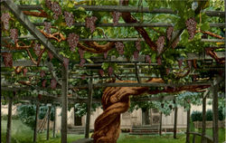 Giant Grape Vine Santa Barbara, CA Postcard Postcard