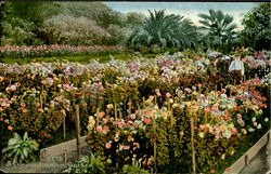 A Chrysanthemum Garden Scenic, CA Postcard Postcard