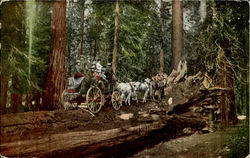 Wagon on a Tree Big Trees, CA Postcard Postcard