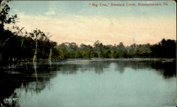 Big Tree, Swatara Creek Postcard