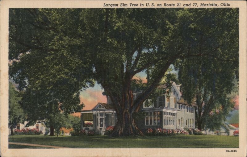 Largest Elm Tree in U.S., Marietta, OH Ohio