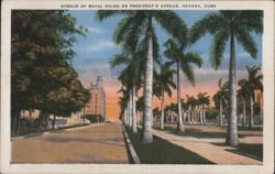 Avenue of Royal Palms or President's Avenue, Havana Postcard