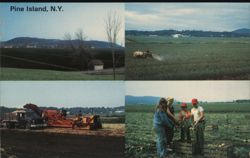 Pine Island, N.Y., Onion Farming Scenes Postcard