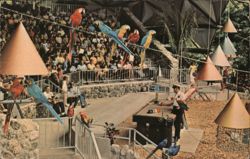 Showtime at Miami's Fabulous Parrot Jungle Postcard