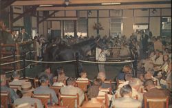 Yearling Sales, Keeneland Race Course, Lexington, KY Postcard