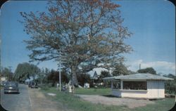 The Famous Kapok Tree Postcard