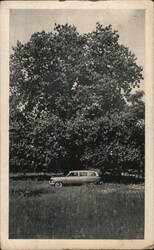 Ancient Magnolia Tree, Washington, AR Postcard