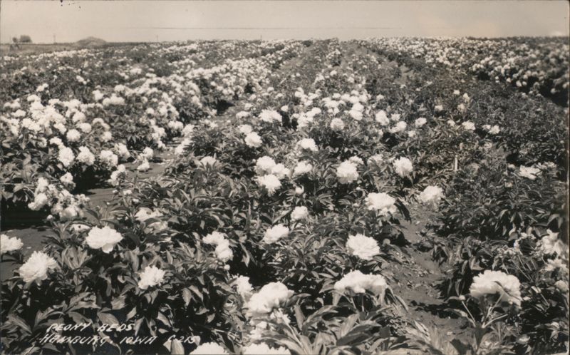 Peony Beds, Hamburg, IA Iowa