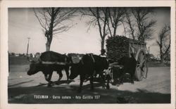 Tucumán, Sugarcane Cart (Carro Cañero) with Oxen Postcard