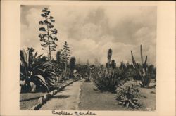 Cactus Garden, Huntington Library, San Marino, CA Postcard