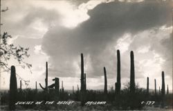 Sunset on the Desert, Arizona Postcard