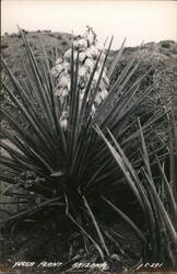Yucca Plant in Bloom, Arizona Postcard