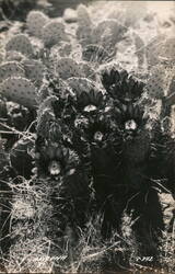 Blooming Arizona Cacti Postcard