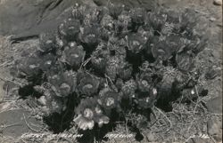 Cactus in Bloom, Arizona Postcard