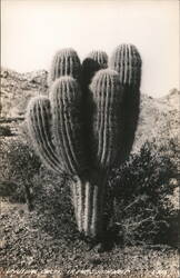 Luxuriant Cacti in the Southwest Postcard