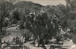Prickley Pear Cactus in Bloom, Arizona Postcard